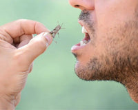 Can you Eat Bugs for Survival